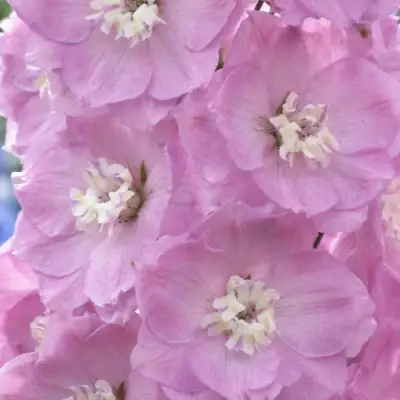 Дельфиниум ПЕТТИКОУТ гибридный в Барановичах