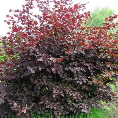 Фундук СИРЕНА в Барановичах