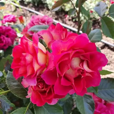 Роза БРЕРА флорибунда в Барановичах