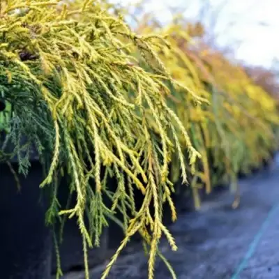 Кипарисовик ВАВЕЛ горохоплодный в Барановичах