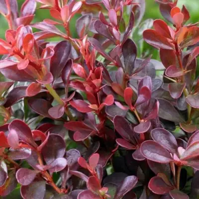 Барбарис АТРОПУРПУРЕА НАНА тунберга в Барановичах