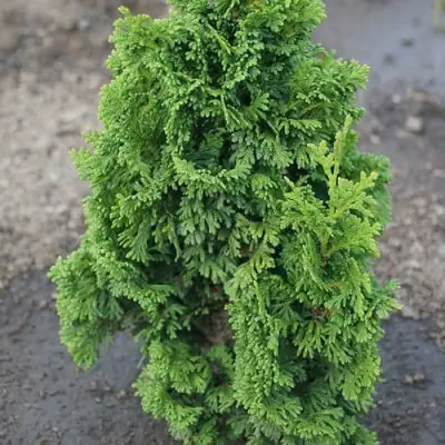 Туя ЗМАТЛИК западная в Барановичах