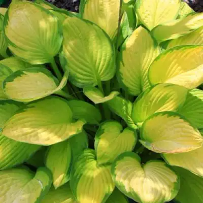 Хоста ГОЛД СТАНДАРТ Форчуна в Барановичах