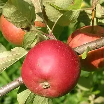 Яблоня ПОСПЕХ в Барановичах