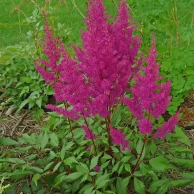 Астильба ЭЛИЗАБЕТ ВАН ВИН японская в Барановичах