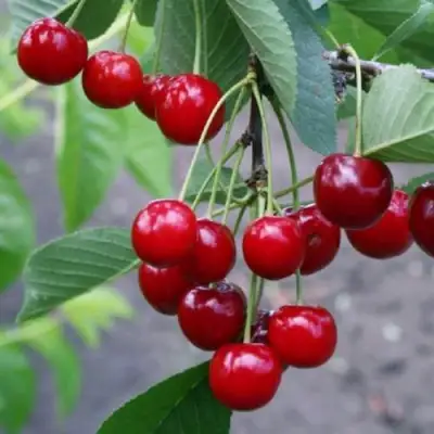 Вишня ЗАРАНКА в Барановичах