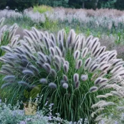 Пеннисетум БЛЭК БЬЮТИ в Барановичах