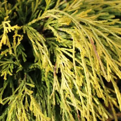 Кипарисовик ГОЛДЕН МОП горохоплодный в Барановичах