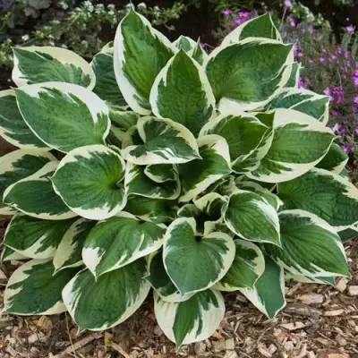 Хоста КАРИН гибридная в Барановичах