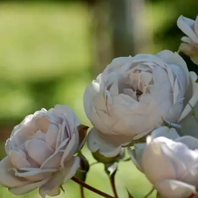 Роза ГРИЗЕЛИС шраб в Барановичах