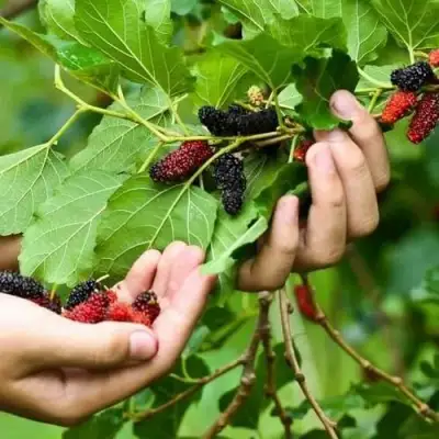 Шелковица ГАЛИЦИЯ в Барановичах