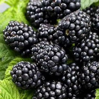 Ежевика БЖЕЗИНА бесшипная  в Барановичах