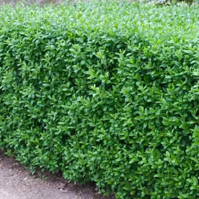 Бирючина обыкновенная АТРОВИРЕНС в Барановичах