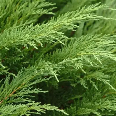 Можжевельник ТАМАРИСЦИФОЛИЯ казацкий  в Барановичах