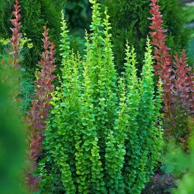 Барбарис ЭРЕКТА тунберга в Барановичах