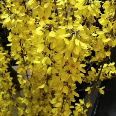 Форзиция ГОЛДРАУШ в Барановичах