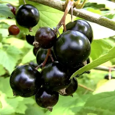 Смородина чёрная ШАРОВИДНАЯ в Барановичах