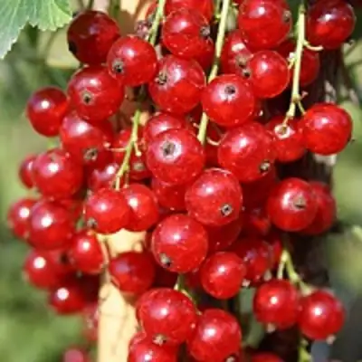 Смородина красная РОНДОМ в Барановичах