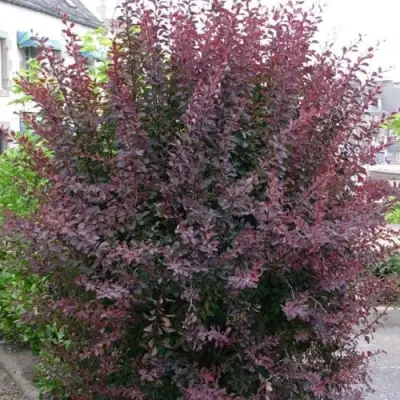 Барбарис АТРОПУРПУРЕА тунберга в Барановичах