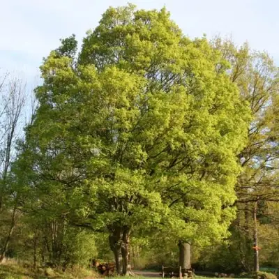 Клен полевой в Барановичах