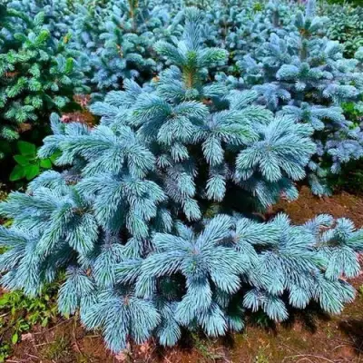 Ель СУПЕР БЛЮ СИДЛИНГ колючая в Барановичах