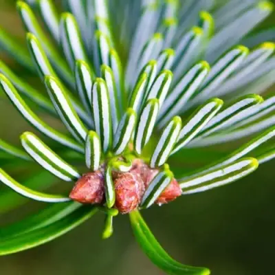 Пихта белая в Барановичах