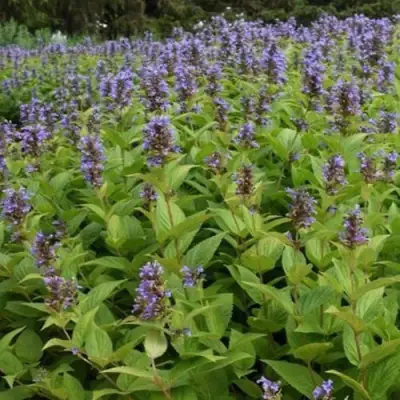 Котовник БЛЮ ДРИМС полусидячий в Барановичах