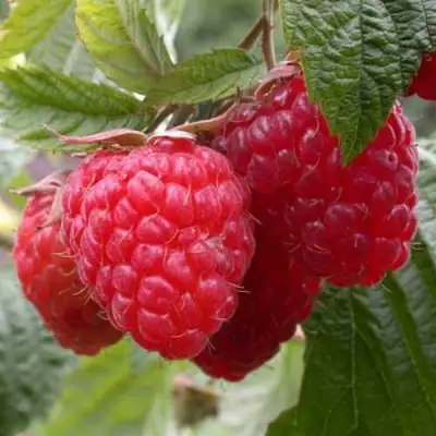 Малина ГЕРАКЛ в Барановичах