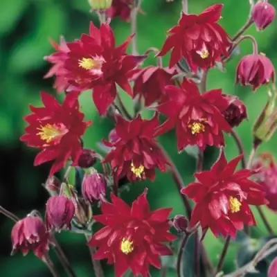 Аквилегия РУБИ ПОРТ обыкновенная в Барановичах