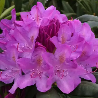 Рододендрон РОЗЕУМ ЭЛЕГАНС в Барановичах