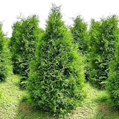 Туя БРАБАНТ западная в Барановичах