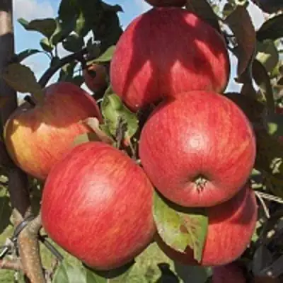 Яблоня ПЕРСИКОВАЯ в Барановичах