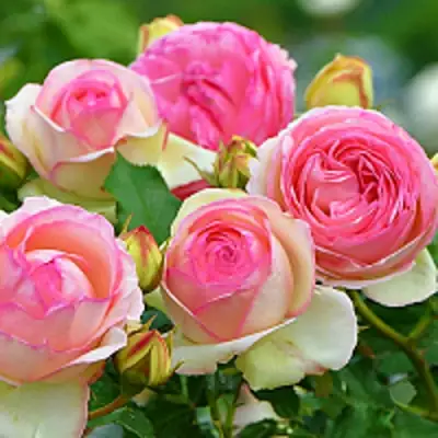 Роза ПЬЕР ДЕ РОНСАР плетистая в Барановичах