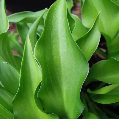 Хоста ГАРРИ ВАН ТРИЕР в Барановичах