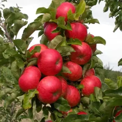 Яблоня ТРАЙДЕНТ колонновидная в Барановичах