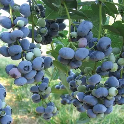 Голубика ЛИБЕРТИ в Барановичах