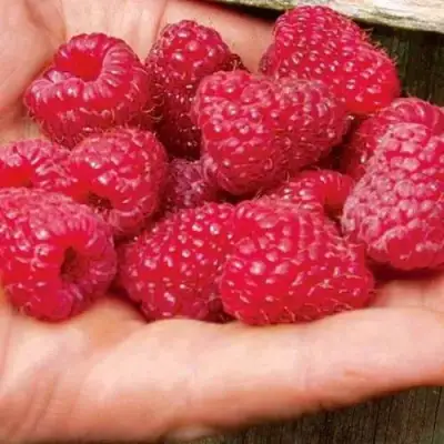 Малина ДЖОАН ДЖИ (ДЖОАН ДЖЕЙ) в Барановичах