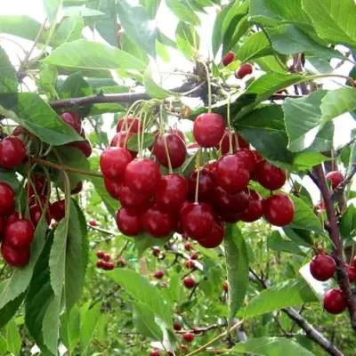 Вишня ТУРГЕНЕВКА в Барановичах