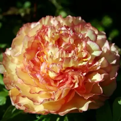 Пион ЗОЛОТАЯ РОССЫПЬ древовидный в Барановичах