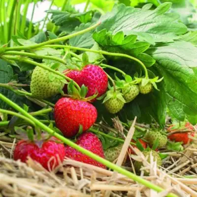 Клубника ЭЛЬСАНТА в Барановичах