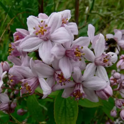 Дейция МОУНТ РОУЗ в Барановичах
