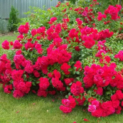 Роза РАДОСТЬ САДОВНИКА (ГАРТЕН ФРОЙДЕ) почвопокровная в Барановичах