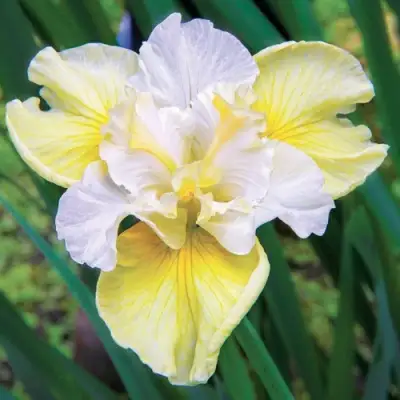 Ирис ЙЕЛЛОУ ТЕЙЛ сибирский в Барановичах