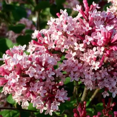 Сирень РЕД ПИКСИ в Барановичах