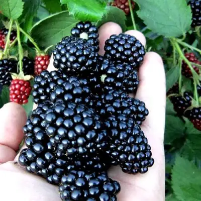 Ежевика ПОЛАР бесшипная  в Барановичах