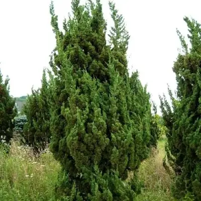 Можжевельник КАЙЗУКА китайский в Барановичах