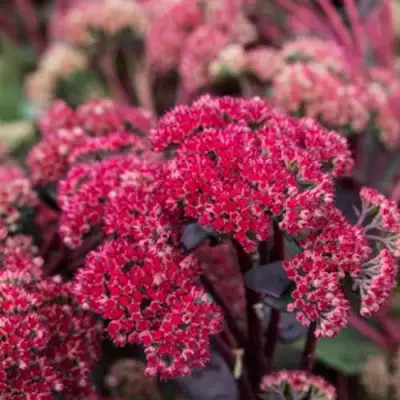 Очиток (седум) РЕД КАУЛИ в Барановичах