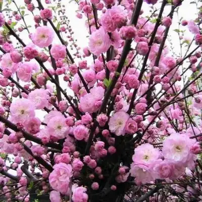 Миндаль ТРЁХЛОПАСТНЫЙ (луизеания) в Барановичах