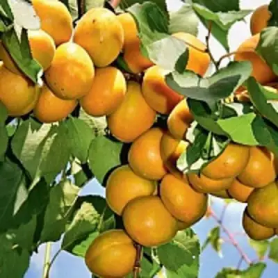 Абрикос БРЯНСКИЙ РАННИЙ в Барановичах