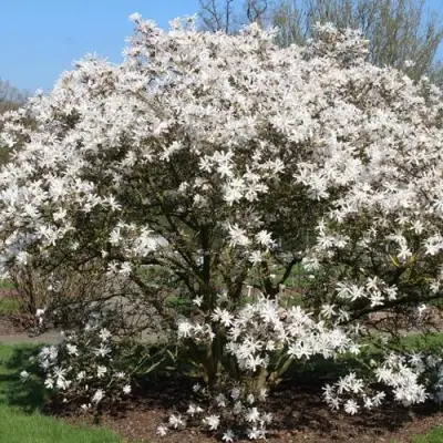 Магнолия КОБУС в Барановичах